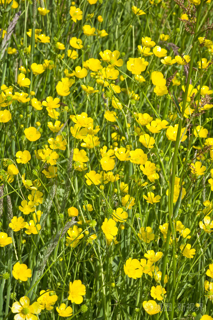 五颜六色的草地与蝴蝶在春天的阳光