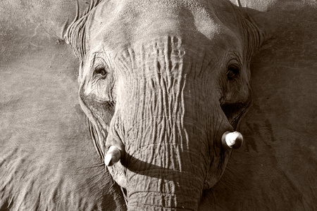 野生非洲大象