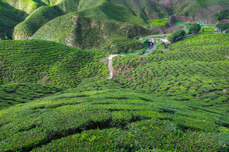 视图的谷装满茶叶种植园位于金马伦高原