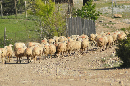 牧场的乏的羊。回的诱饵。羊毛的动物
