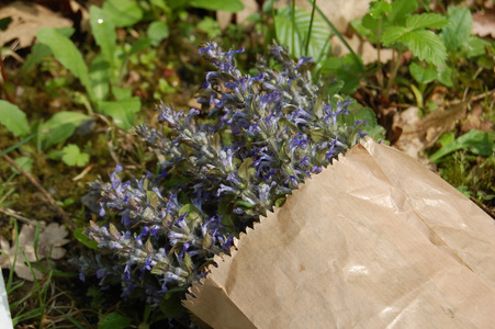 束在纸袋蓝色鼠尾草花