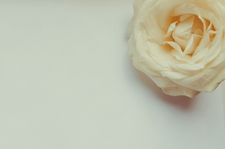 紧张的白玫瑰