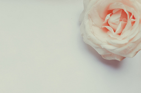 柔和的浅粉色玫瑰