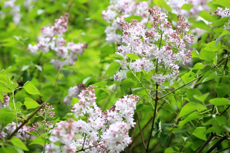 春天的丁香花