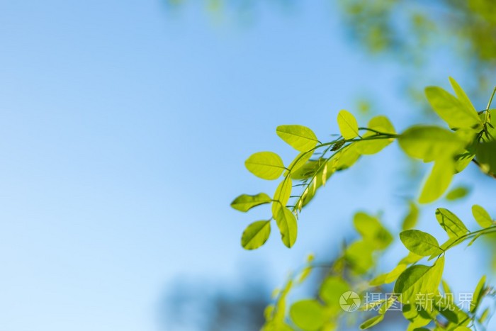 背景相思叶