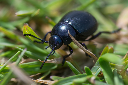 带血的小鼻甲虫Timarchagoettingensis