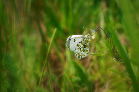 橙色提示 Anthocharis cardamines 女，蝴蝶