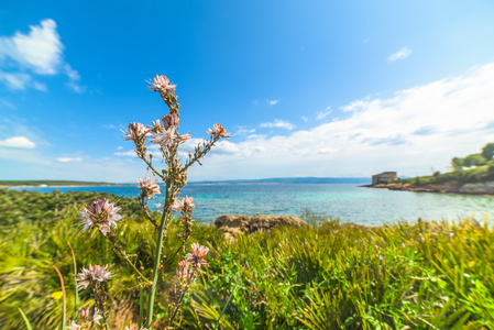 在阿尔盖罗海上花照片