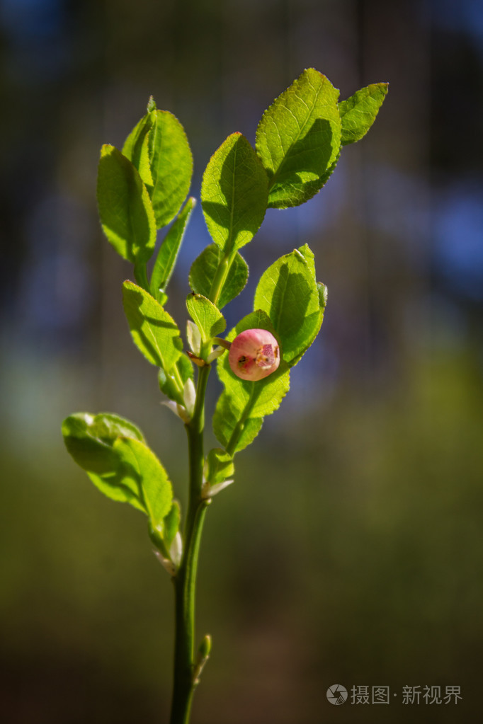 蓝莓与花的小枝