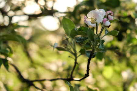 盛开的苹果树