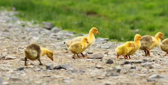 可爱的黄色小鹅照片