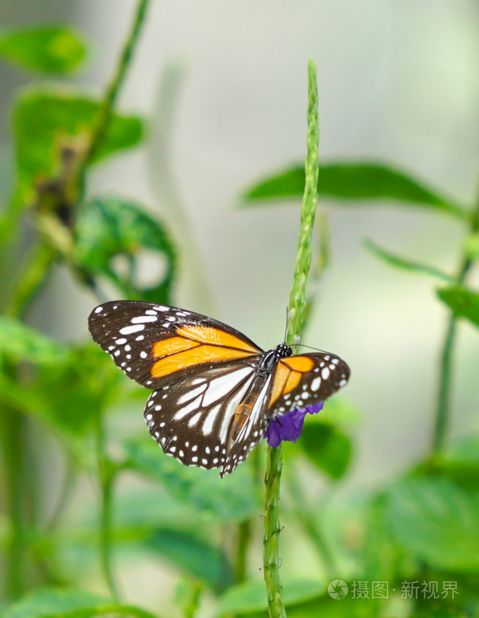 黑脉老虎蝴蝶在花园里