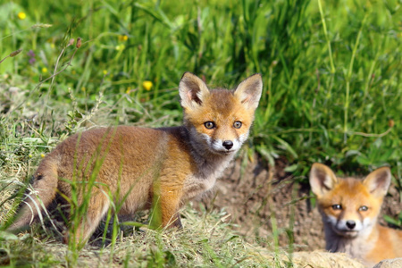 好奇的狐狸幼崽着相机的镜头图片