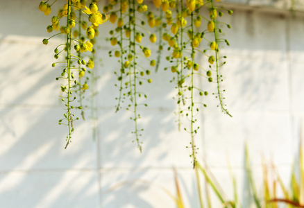 黄花金花淋浴树