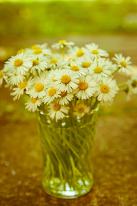 白色的雏菊花在玻璃模糊背景 Aster 雏菊