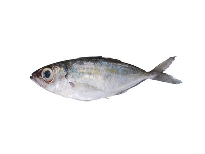 最辛苦新鲜的印度鲭鱼照片