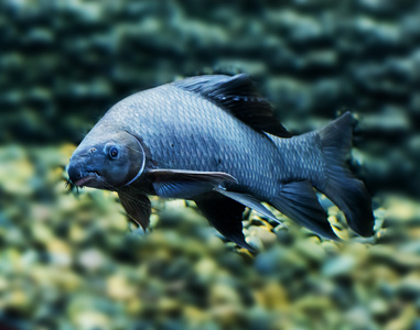 黑鲨鱼常用名称淡水鱼照片