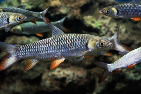 疯鲤鱼苏丹鱼照片