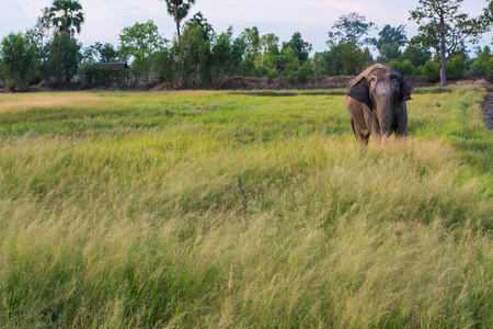 泰国大象吃草