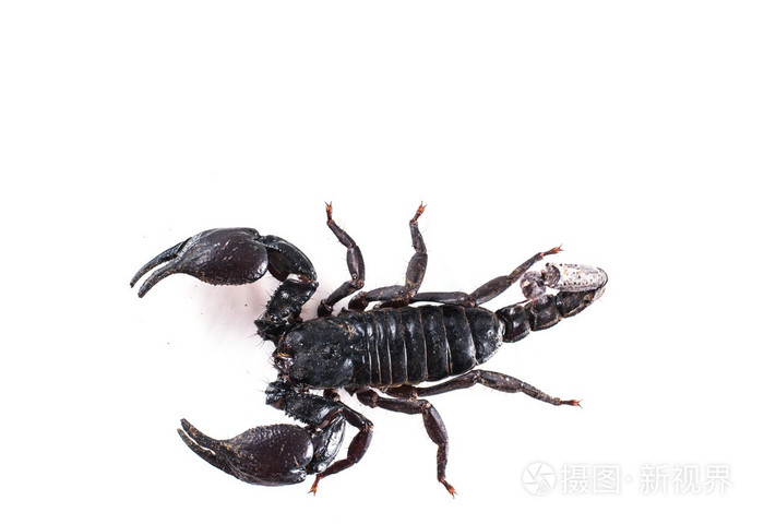 白色背景上孤立的蝎子