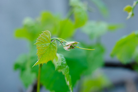 绿色藤本植物叶子的宏观照片