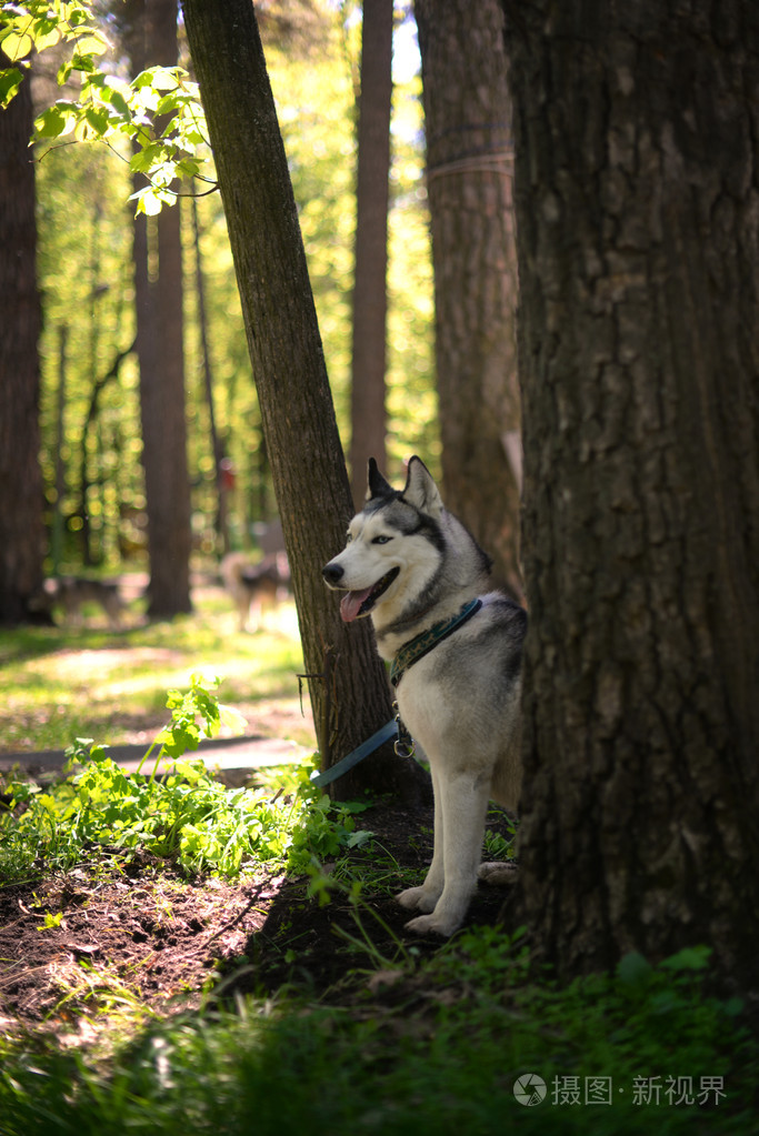 西伯利亚雪橇犬坐在树荫下的一棵树