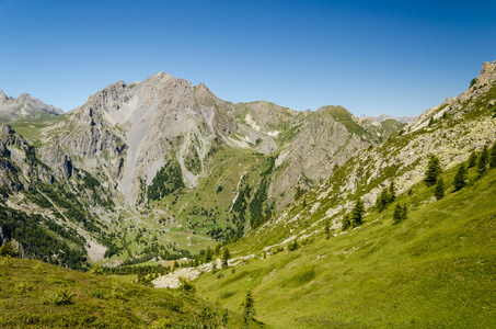 阿尔卑斯山剖面和光秃秃的树上的山峰