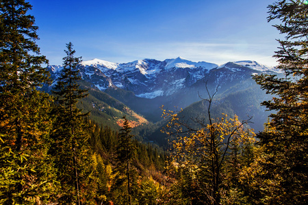 与树森林山风景