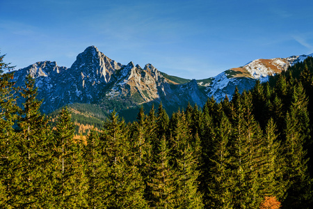 与树森林山风景