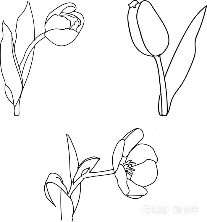 郁金香剪影向量