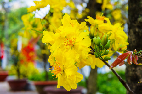 传统的越南新年的花朵