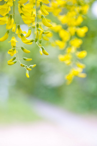 刺五加树花, 被称为黑色蝗虫, 黄色