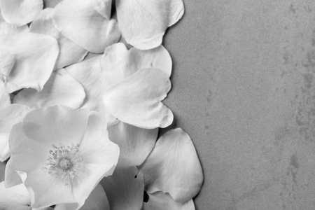 白色的花野生玫瑰的背景下, 下降的花瓣与文本的空间。黑色和白色的幽灵