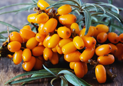 成熟海沙棘浆果照片