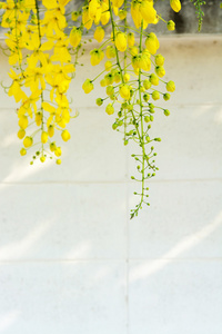 黄花金花淋浴树