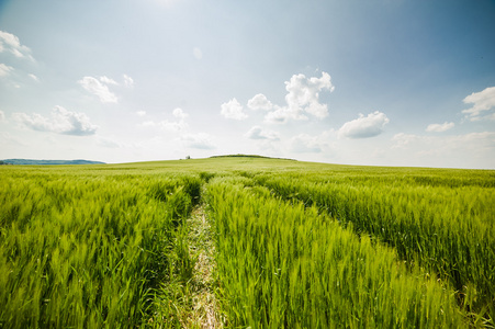 美丽的风景与小麦的天空和绿色场照片