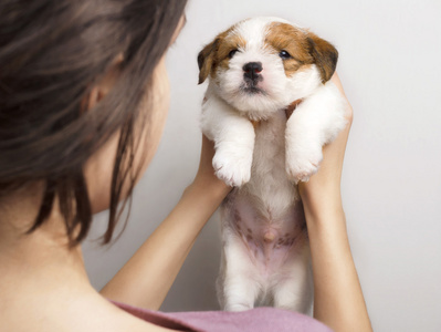 一只小狗的女孩。女孩抱着一只小狗杰克罗素梗犬在手臂的长度