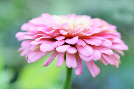 特写美女格贝拉花