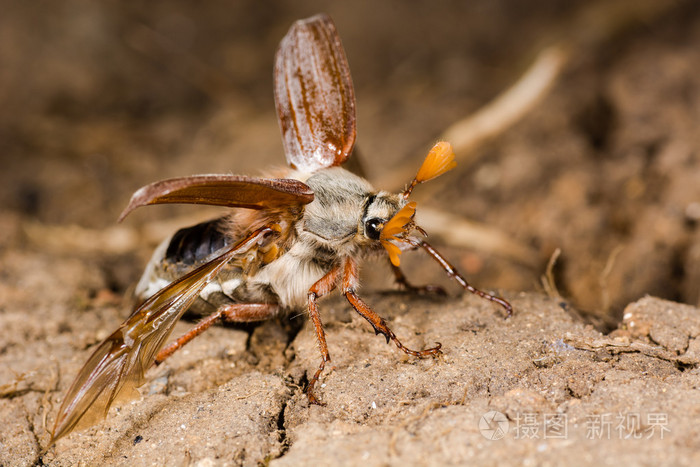 金龟子大栗大栗于起飞在配置文件中