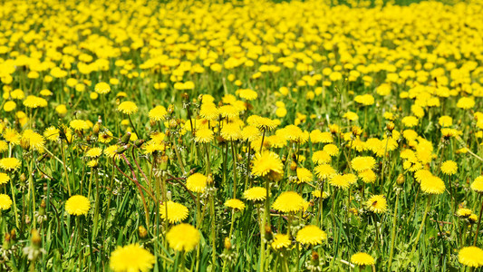 蒲公英开花在绿色的草坪上开花黄色蒲公英照片
