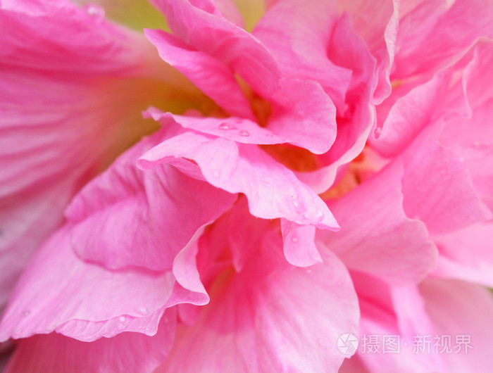 美丽的粉红色牡丹花
