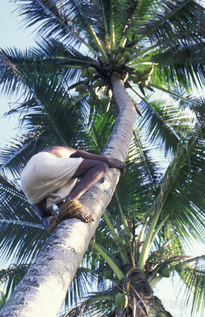 爬上椰子树的人