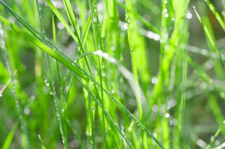 鲜草与水滴