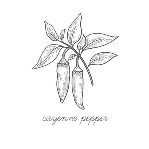 红辣椒辣椒植物图片-红辣椒辣椒植物素材-红辣椒辣椒植物插画-摄图新