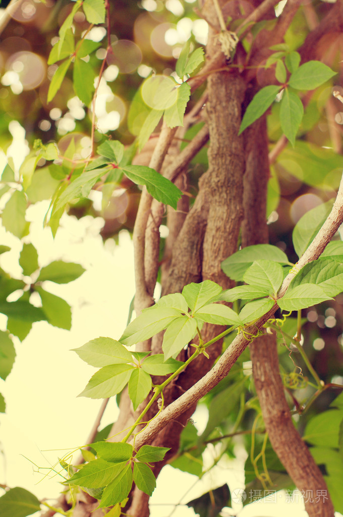 常春藤绑定的常春藤枝美丽背景