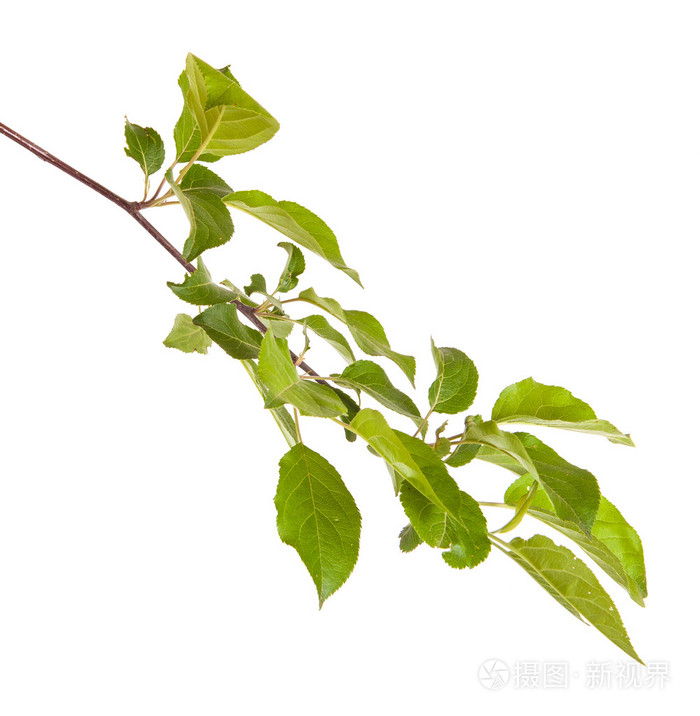 苹果树枝,绿色的叶子.白色背景上孤立