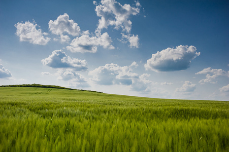 美丽的风景与小麦的天空和绿色场