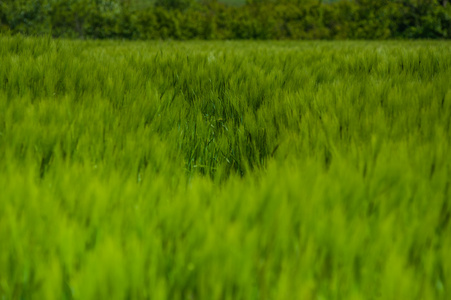 美丽的风景与小麦的天空和绿色场