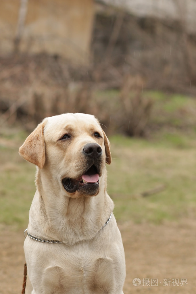 美丽的纯种小鹿狗拉布拉多