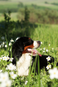 美丽快乐狗恩山犬